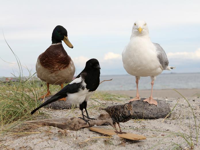 En and, en skade og en måge står på en strandbund