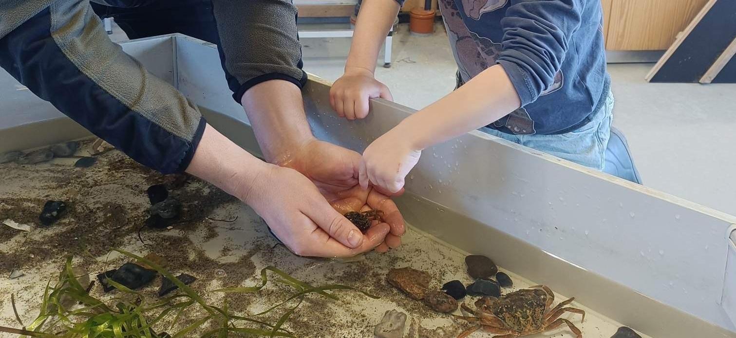 Rørebassin med krabber