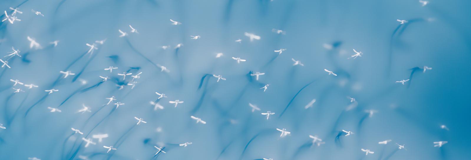 Dansemyg på blå baggrund